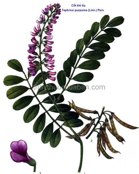 Cây Cốt khí tía. Tephrosia purpurea - Cây Thuốc Nam Quanh Ta